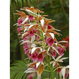 Orquídea Capuz De Freira - Phaius Tankervilleae - Muda