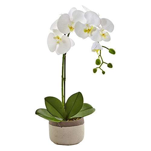 4569 Orquídea Phalaenopsis Maceta De Cerámica, Blanca...