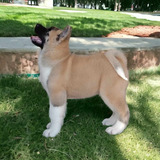 Cachorro Akita Americano Inscrito En Kennel Club 