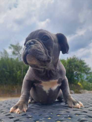 Disponibles Hermosas Cachorritos Bulldog Francés 