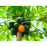 100 Semillas De Fruta Papaya, Para Maceta Huerta O Cultivo