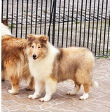 Rough Collie ( Lassie ) - Lindos Filhotes Com Pedigree Cbkc!