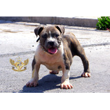 Cachorros American Bully Talla Xl