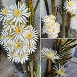 Cactus Penicereous Serpentenious Flor Blanca