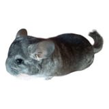 Chinchilla Gris