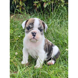 Bulldog Ingles Macho Disponible Sede Cali Medellín Envíos