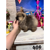 Macho Pomerania Cara Oso Inscrito Ruso Listo Entrega En Stgo