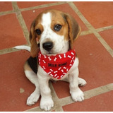 Cachorros Beagle Perrito Begle Puppy Perros Medellin Cali