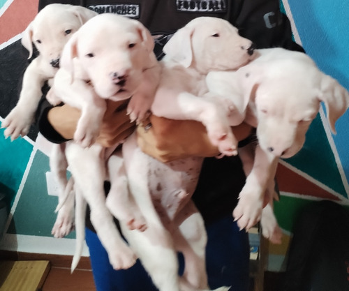 Dogo Argentino Pedigree Internacional Líneas De Campeones 