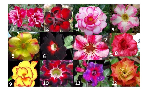 90 Sementes Rosa Do Deserto Adenium Cores Diversas Flor Mix