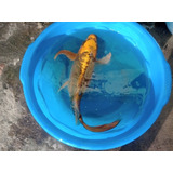 Combo 25 Juveniles Koi 4 Cm Agua Fria