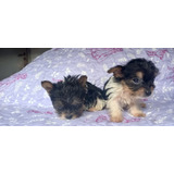 Yorkshire Terrier Biewer Su Oferta Es Compromiso De Compra 