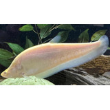 Pez Chitala Cuchillo Albino