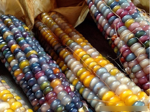 Maiz Exotico De Colores Miniatura 20 Semillas 