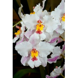 Planta Orquídea Oncidium Nobile, Nueva Variedad