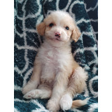 Poodle  Toy Apricot Hembra Disponible Entrega A Domicilio