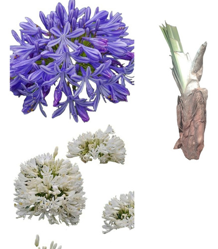 6 Pz De Bulbo De Agapando. Color Violeta Y Blanca