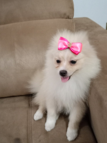 Lulu Da Pomerania Fêmea Spitz Alemão Legítima 