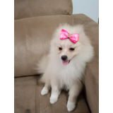 Lulu Da Pomerania Fêmea Spitz Alemão Legítima 