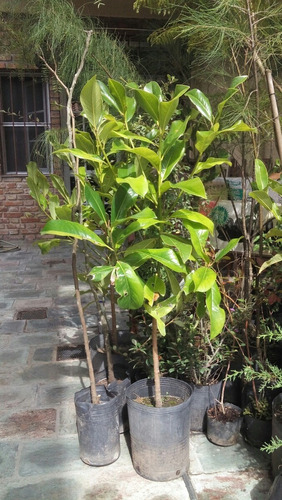 Magnolia Grandiflora - Arborea -  E4 Lts