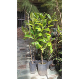 Magnolia Grandiflora - Arborea -  E4 Lts