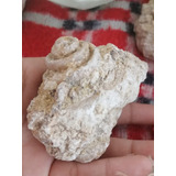 Incleible Piedra Natural Fòssil De Caracol Marino/ Colección