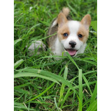 Cachorros Corgi (pedigree Internacional)