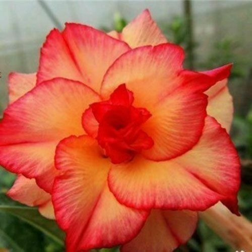  Adenium Rosa Del Desierto Wilde