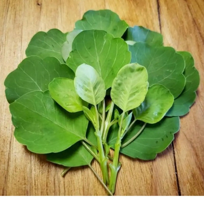 Semillas Porophyllum Ruderale - Papalo Hoja Ancha 10 Gr | MercadoLibre