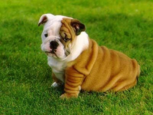 Cachorro Bulldog Ingles 07