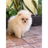 Precioso Pomerania Macho Línea Chiao Li Ya.