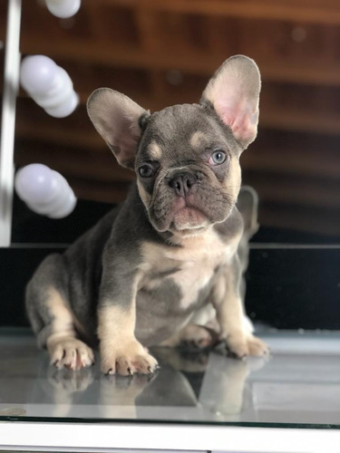 Cachorros Bulldog Francés Manto Blue And Tan Perros 