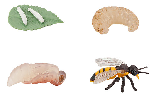 Figura B De 4 Piezas Con Forma De Insecto, Ciclo De Vida, De