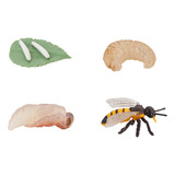 Figura B De 4 Piezas Con Forma De Insecto, Ciclo De Vida, De
