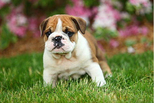 Cachorro Bulldog Ingles 09