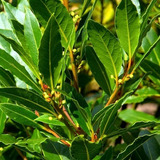 Laurel De Comer Grande Planta Aromática Medicinal