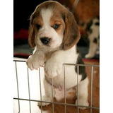 Cachorro Beagle Perrito Begle Puppy Bigol