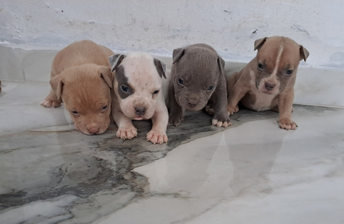 American Bully - Filhotes