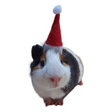 Gorro Pet Natal Para Porquinho Da Índia E Mini Coelho 