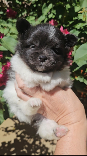  Spitz Alemão Linhagem Blue Merle 