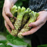 Semillas De Wasabi Para Obtener Planta Ideal Comida Japonesa