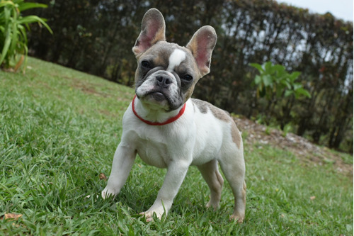 Cachorro Bulldog Francés Envío Gratis