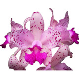 Orquidea Cattleya Amethystoglossa Tipo * Planta Adulta *