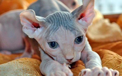 Gato Sphynx Esfinge Variedad Elfo De Alta Calidad 