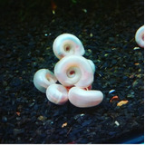 Caramujo Pink E Blue Ramshorn - 10 Unid.