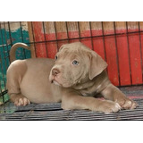 V/c Exelente Cachorro Pit Bull Fawn Con Opción Registro Ukc.