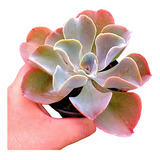 Rara Muda  Echeveria Gibbiflora Nebula Variegata  