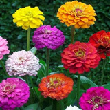 Semillas De Zinnias Colores Mixtos Preciosas Muchos Colores