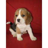 Beagle Cachorros Exelente Pedigree De Fca