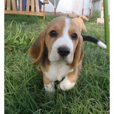 Cachorro Beagle Perrito Begle Puppy